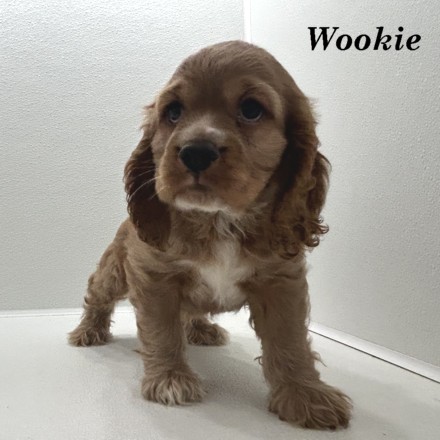 puppy, for, sale, Cocker Spaniel, Joe & Cherri  Overlease, dog, breeder, Miller, MO, dog-breeder, puppy-for-sale, forsale, nearby, find, puppyfind, locator, puppylocator, aca